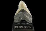Bargain, Fossil Megalodon Tooth - North Carolina #108972-2